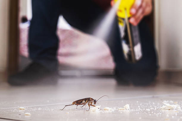 Best Local Pest Control Services  in Valhalla, NY